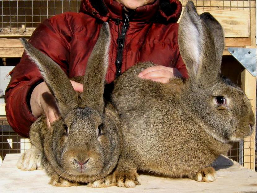 Кролиководство: Порода фландр (бельгийский великан)